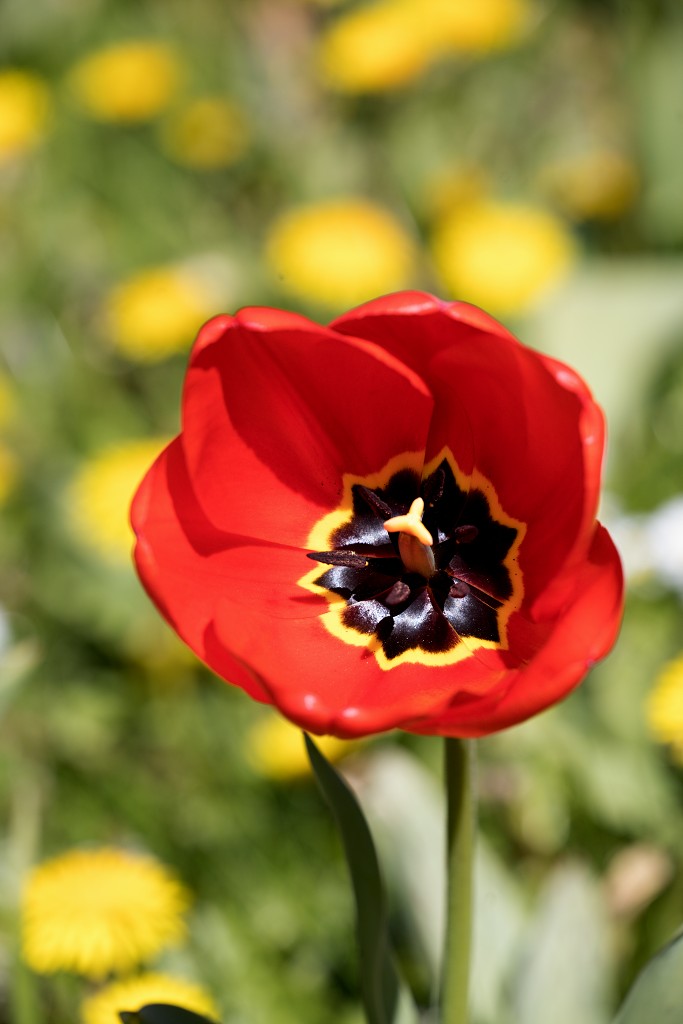 bloemen bloem hdr natuur flora roos rozen tulp tulpen orchidee orchideeen zonnebloem geranium cannabis marihuana wiet hennep sativa indica